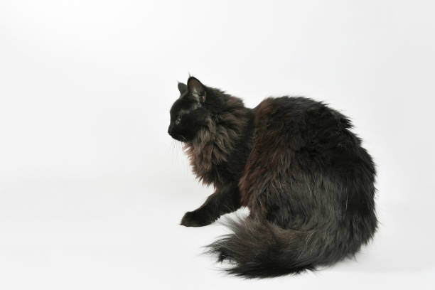 rescate animal - retrato de gato doméstico longhair - longhair cat fotografías e imágenes de stock