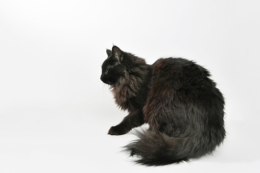 Close-up of a dark gray fluffy cat with a focused gaze