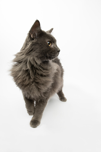 Portrait of “Mason,” a 1 1/2 year old, male, grey/blue Domestic Longhair cat.  By using this photo, you are supporting the Amanda Foundation, a nonprofit organization that is dedicated to helping homeless animals find permanent loving homes.