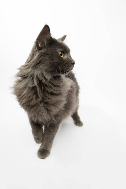 спас�ательное животное - портрет домашнего длинношерстного кота - longhair cat стоковые фото и изображения
