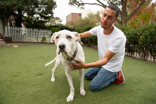 Latino man petting “Bravo,” a 13 year old, male, white and tan, American Bulldog mix.  By using this photo, you are supporting the Amanda Foundation, a nonprofit organization that is dedicated to helping homeless animals find permanent loving homes.