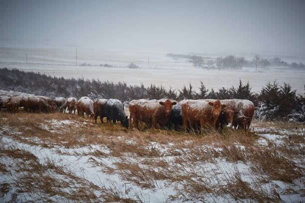 Free Stock Photo of Herd of Cattle Standing on Snow Covered Field ...