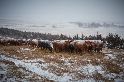 Cows feeding on grass in a snow covered pasture in rural Nebraska