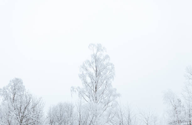 istock Cold Snowy winter trees, birches reaching towards sky 1124270841