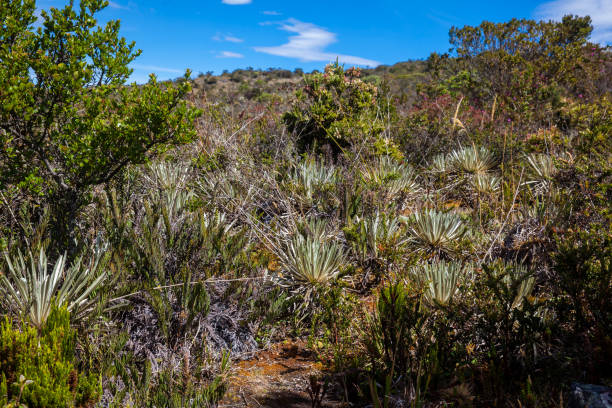 istock Typical vegetation of the paramo areas in Colombia 1124270953