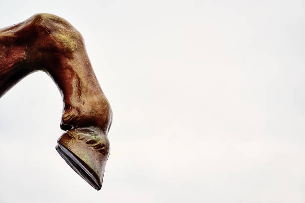 Horse leg with hoof on white background. Lots of space for your text. Horse leg with hoof on white background. Lots of space for your text. hoof stock pictures, royalty-free photos & images