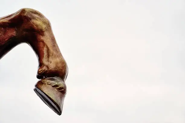 Photo of Horse leg with hoof on white background. Lots of space for your text.