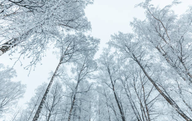 istock Cold Snowy winter trees, birches reaching towards sky 1124271023