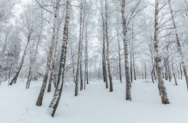 istock Cold Snowy winter trees, birches reaching towards sky 1124272108