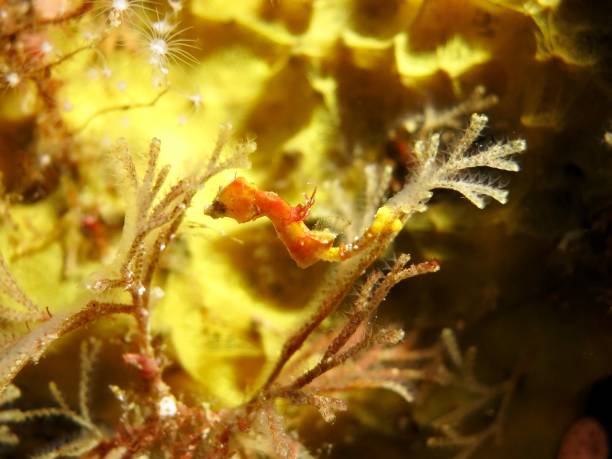 istock Serverns Pygmy seahorse 1124272726