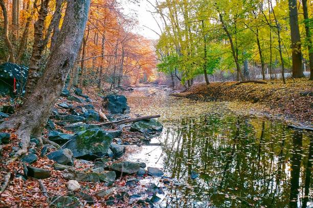 istock Changing Autumn Leaves along the river banks through the forest 1124273146