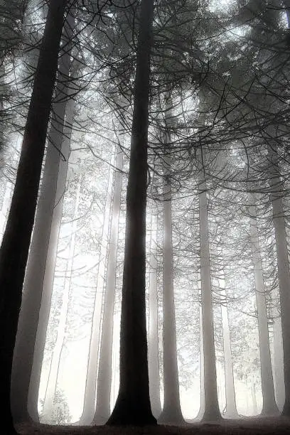 Cold winter walk Redwood trees