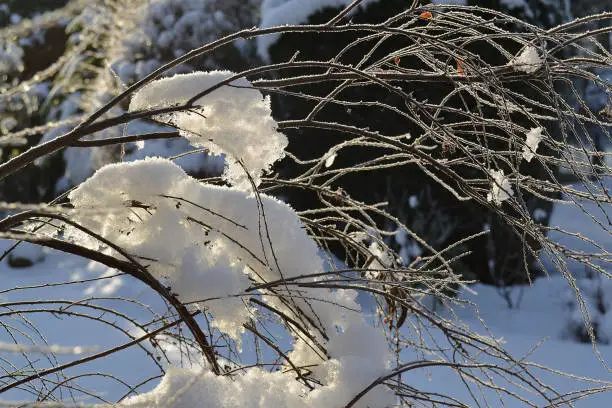 Snowy branch brightly lit