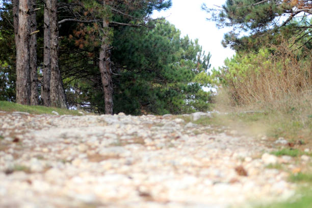 Gravel Road in the Forest