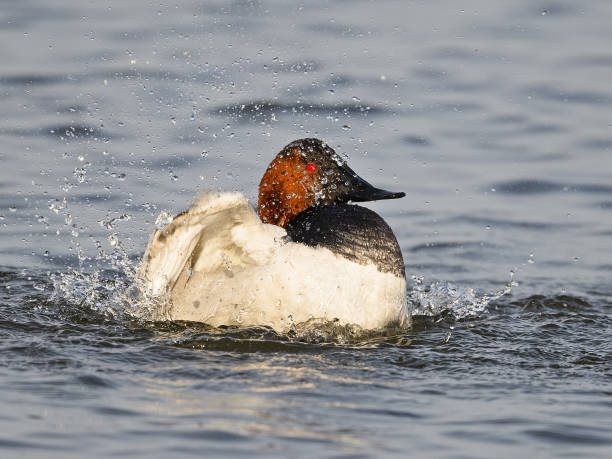 Male Canvasback Duck Splashing in the Water Male Canvasback Duck Splashing in the Water male north american canvasback duck aythya valisineria stock pictures, royalty-free photos & images