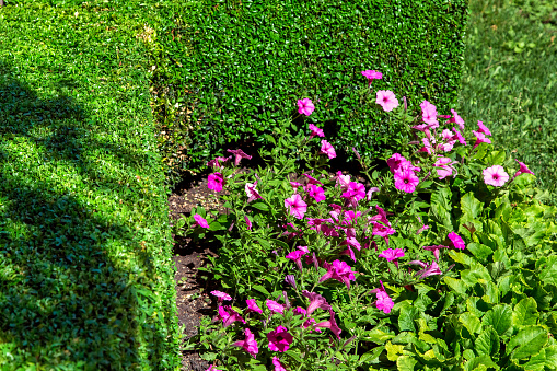 flowerbed with flowers and leaves surrounded by leafy bushes close-up.