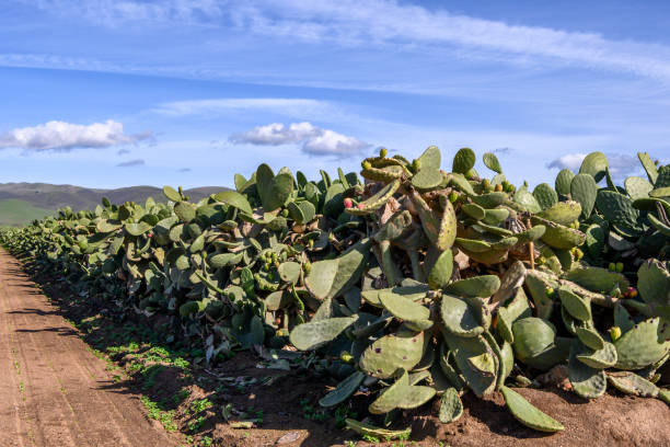 istock Prickly Pear Cactus Farm with Gabilan Mountain Range in Background 1124281038