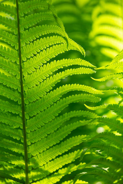 istock Green fern in forest at summer 1124281748