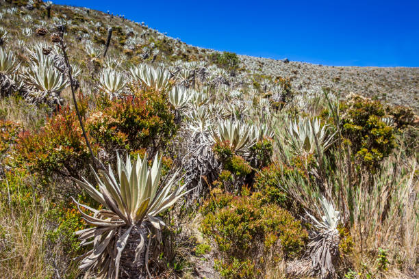 istock Typical vegetation of the paramo areas in Colombia 1124283521