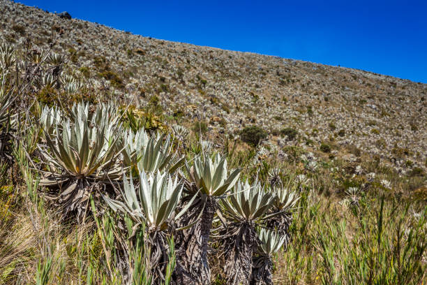 istock Typical vegetation of the paramo areas in Colombia 1124285211