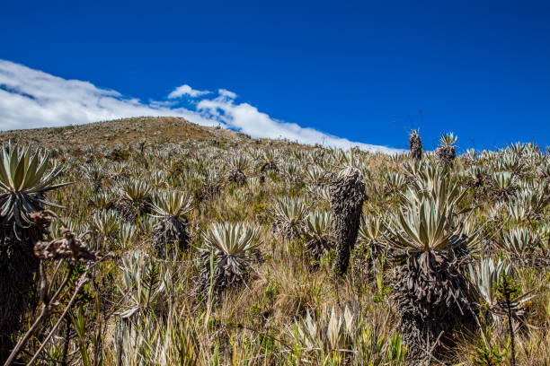 istock Typical vegetation of the paramo areas in Colombia 1124287868
