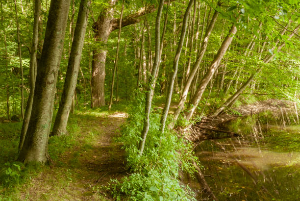 Path along pond at Connors Farm Conservation Area in Smithfield, Rhode Island