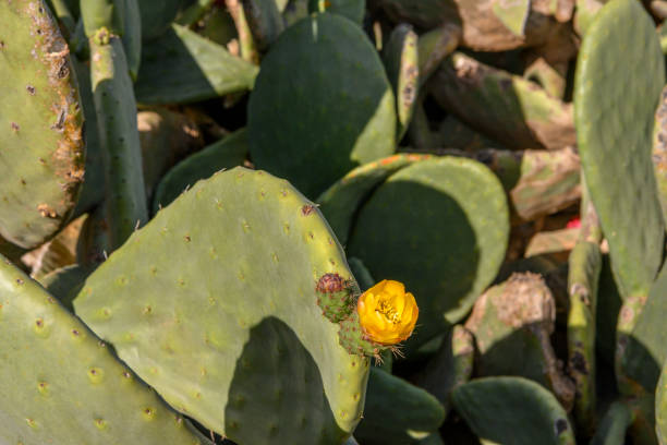 Prickly pears with red fruits and blue sky in background