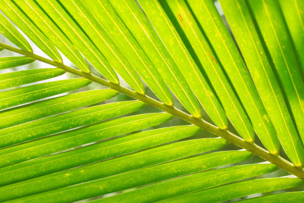 istock Leaves of coconut 1124293288