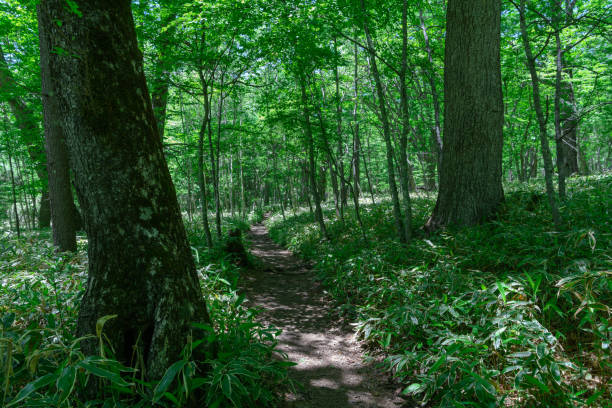 istock Hiking Course in Okunikko 1124299144