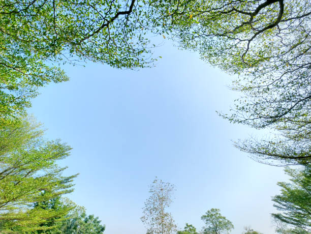 vista ad angolo basso sotto il baldacchino degli alberi attraverso il cielo blu - treetop sky tree tree canopy foto e immagini stock
