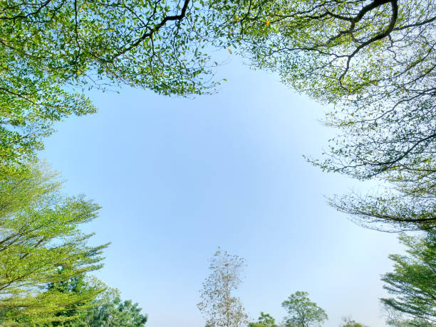 low angle view under tree canopy through blue sky - treetop sky tree high section imagens e fotografias de stock