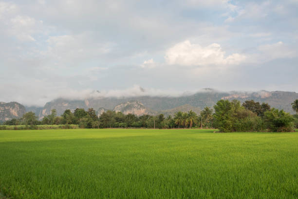 istock landscape field with mountain at Uthai thani,Thailand 1124302722