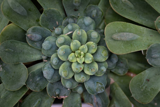 istock Overview of dark green succulent II 1124303575