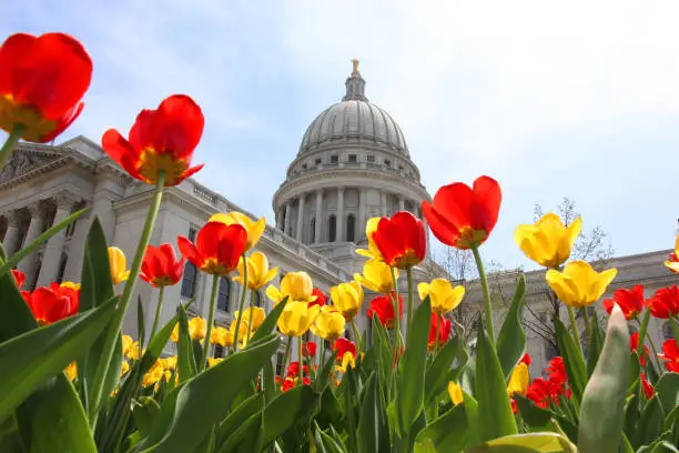 Wisconsin State Capitol building spring view with flower bed with bright tulips on a foreground. City of Madison, the capital city of Wisconsin, Midwest USA.