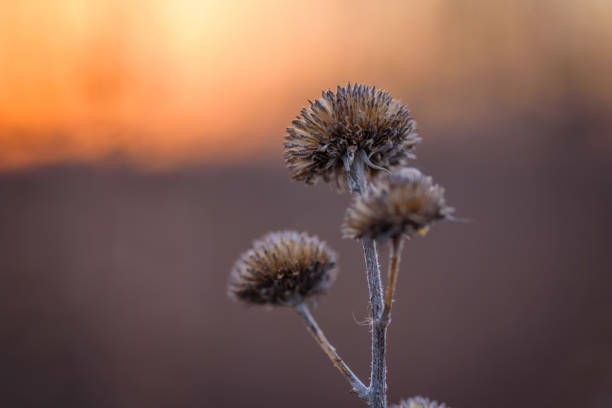 istock Dried wildflower in winter at sunset 1124310490