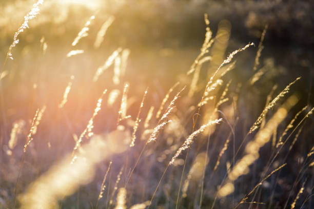 Golden sunlight in tall prairie grass golden tall grass blowing in bright late afternoon sun illinois nature stock pictures, royalty-free photos & images