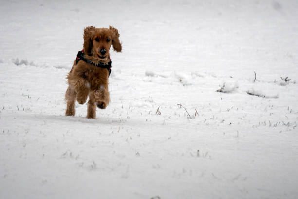 istock happy cocker spaniel running in the snow 1124318094
