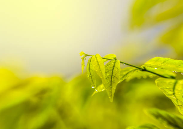 Water drops on green leaves that are close to the beautiful.