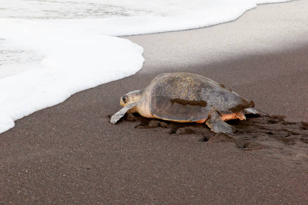 An olive ridley sea turtle (Lepidochelys olivacea) returning to the sea after laying eggs An olive ridley sea turtle (Lepidochelys olivacea) returning to the sea after laying eggs on the beach in the morning at Ostional Wildlife Refuge in Costa Rica, one of turtle nesting activity. pacific ridley turtle stock pictures, royalty-free photos & images