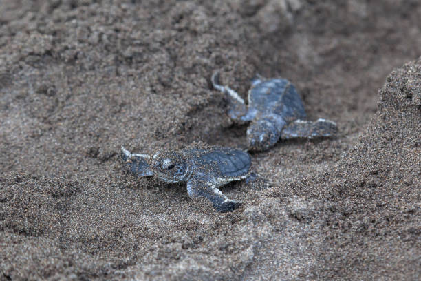 istock Two baby green turtles (Chelonia mydas) crawling to the ocean 1124327778