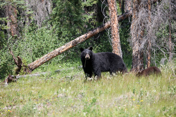 istock Canadian Black Bears in Alberta 1124333853