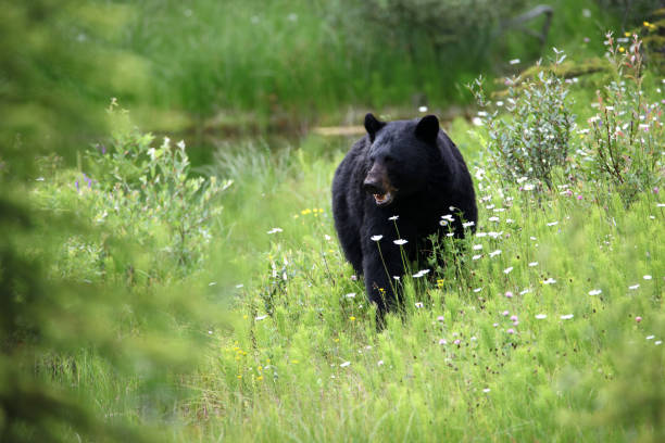 istock Canadian Black Bears in Alberta 1124333854