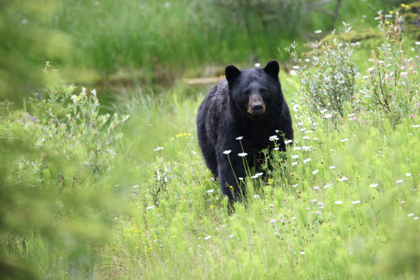 istock Canadian Black Bears in Alberta 1124333855
