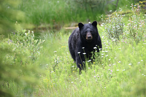 A shot of a black bear in Jasper National Park in Alberta Canada
