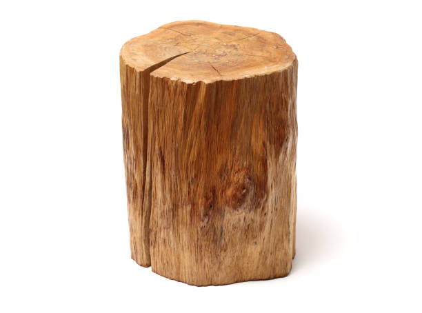 istock Wood log isolated on white background 1124333994