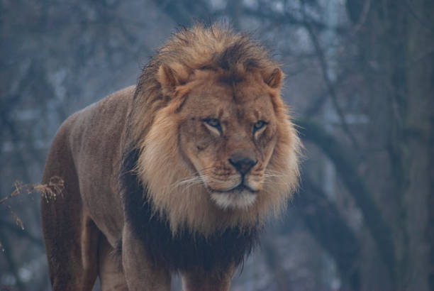 istock Male Lion In Winter 1124334937