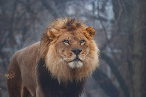 istock Male Lion In Winter 1124334963