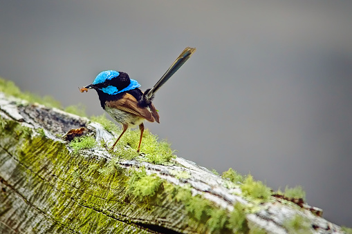 Variegated fairy wren eating a spider