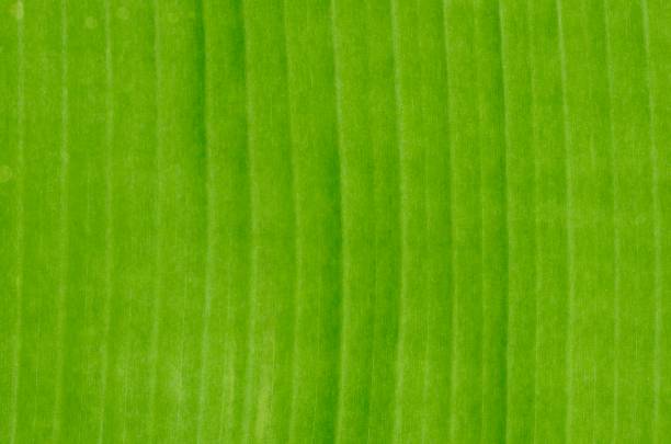 istock The line of fresh green banana leaf. 1124337030