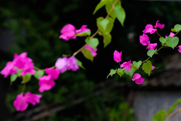 istock pink bougainvillea flowers 1124337646